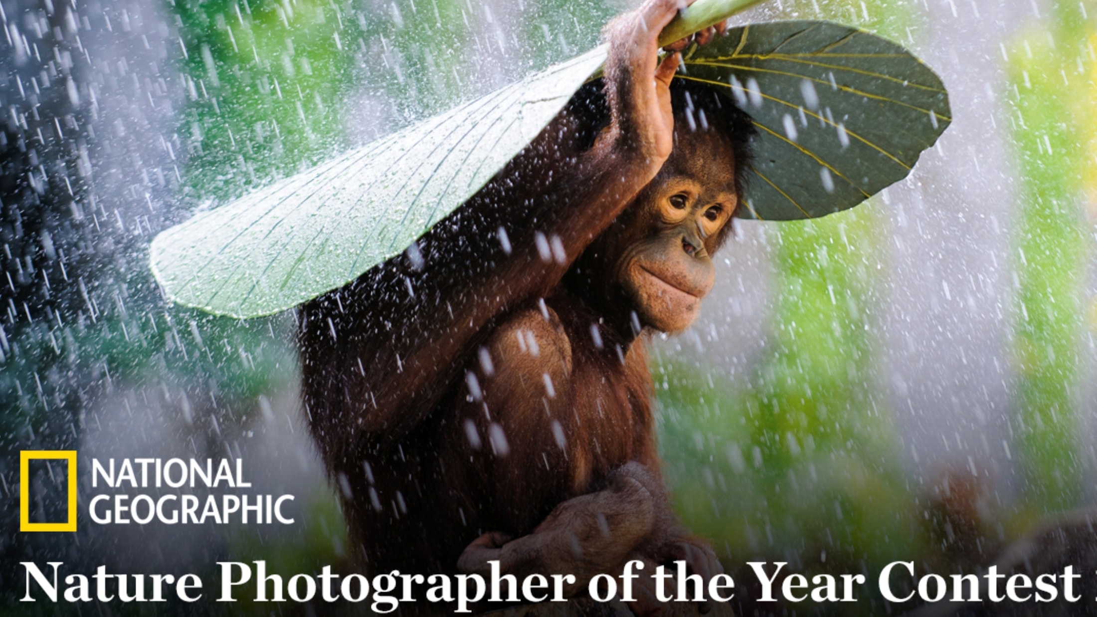 Конкурс Фотографии National Geographic